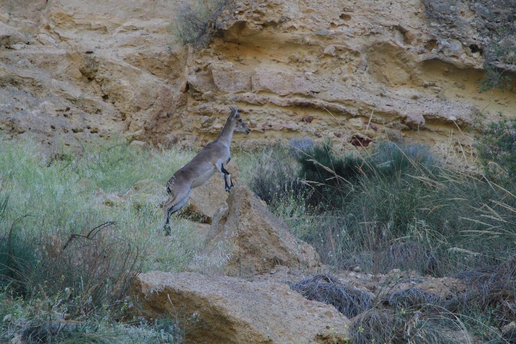 Alojamientos Rurales Cortijo Las Golondrinas Alhama de Murcia Exteriér fotografie