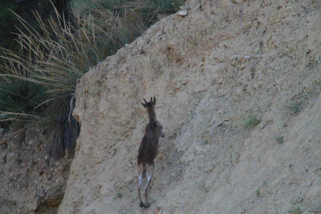 Alojamientos Rurales Cortijo Las Golondrinas Alhama de Murcia Exteriér fotografie